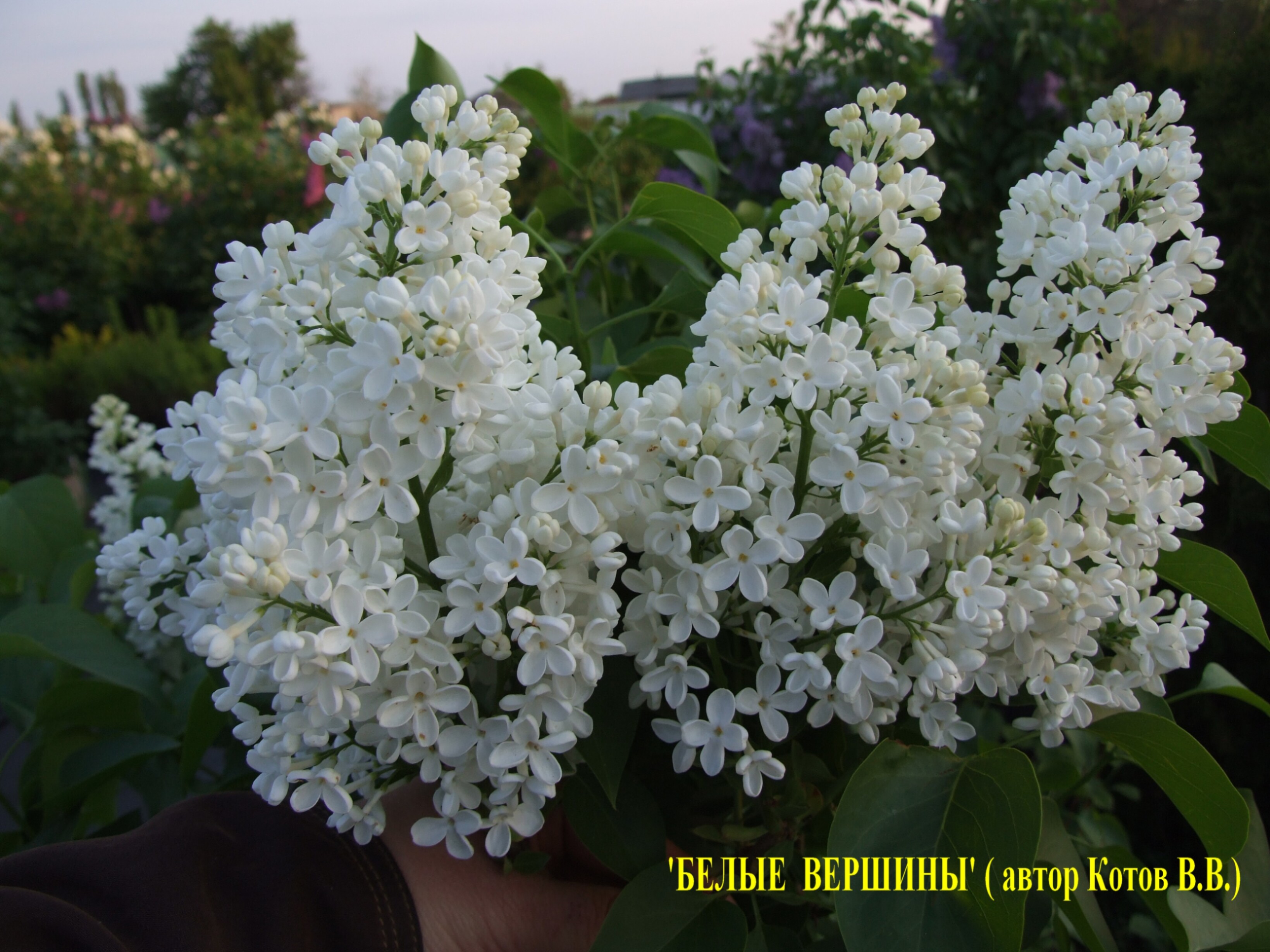 Сирень обыкновенная Белые Вершины